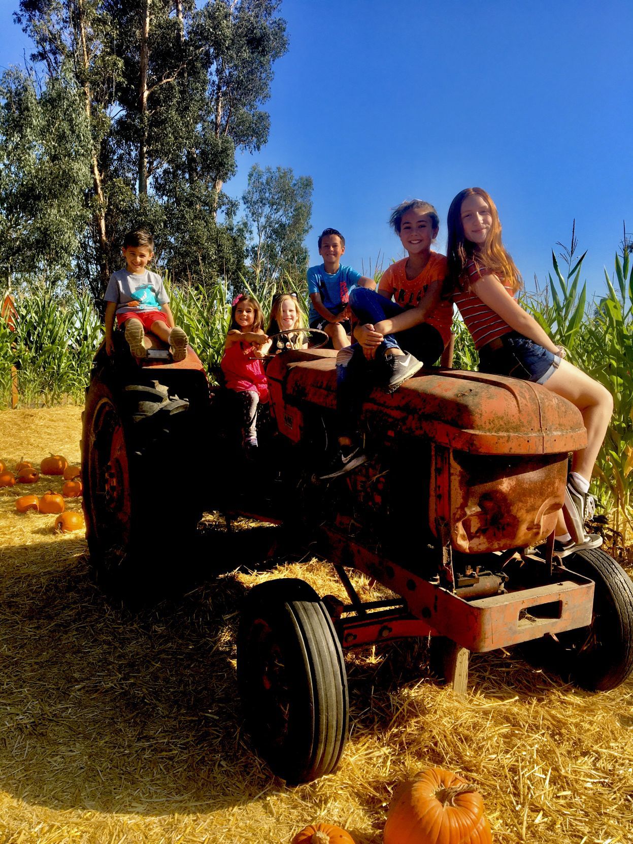 Picking Pumpkins 2019